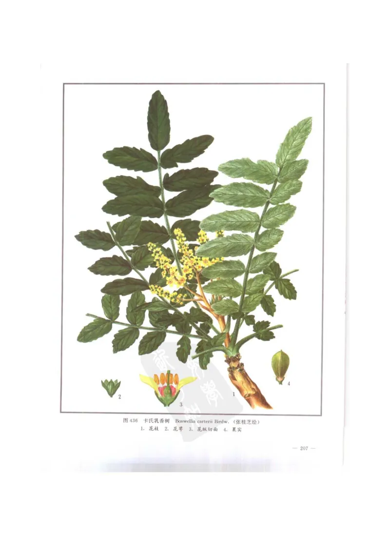 中国本草彩色图鉴（常用中药篇）（下卷）（钱信忠）_绝版书_天涯系列_t涯_绝版古籍电子书合集（13大类）_医书类_中国本草彩色图鉴（常用中药篇）_3册