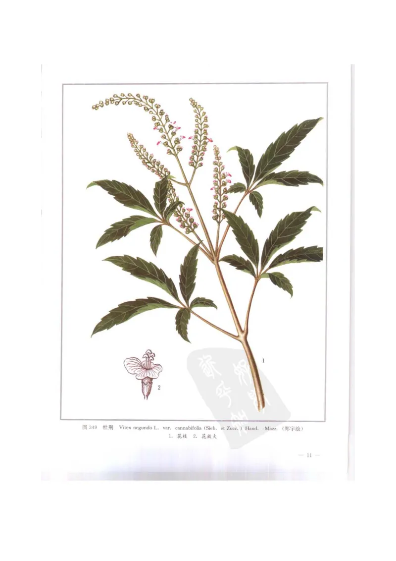 中国本草彩色图鉴（常用中药篇）（下卷）（钱信忠）_绝版书_天涯系列_t涯_绝版古籍电子书合集（13大类）_医书类_中国本草彩色图鉴（常用中药篇）_3册