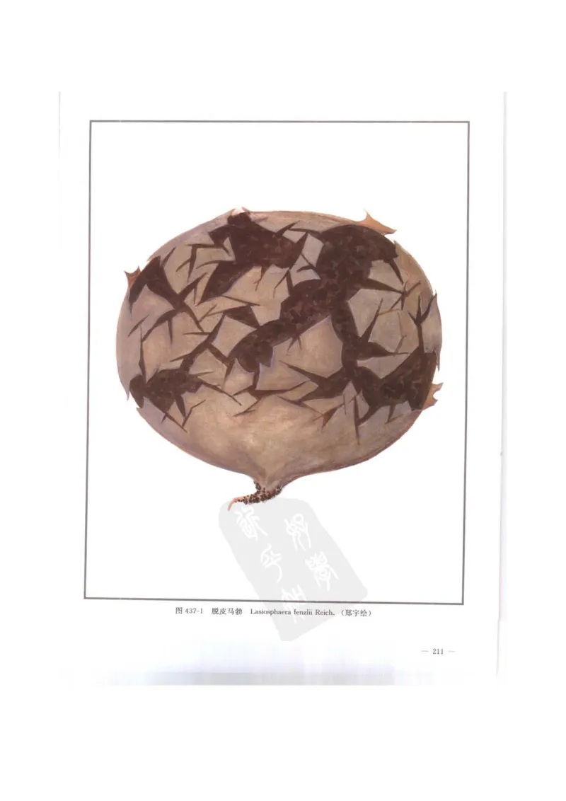 中国本草彩色图鉴（常用中药篇）（下卷）（钱信忠）_绝版书_天涯系列_t涯_绝版古籍电子书合集（13大类）_医书类_中国本草彩色图鉴（常用中药篇）_3册