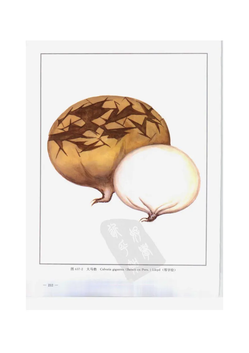 中国本草彩色图鉴（常用中药篇）（下卷）（钱信忠）_绝版书_天涯系列_t涯_绝版古籍电子书合集（13大类）_医书类_中国本草彩色图鉴（常用中药篇）_3册