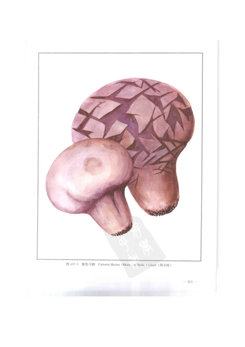 中国本草彩色图鉴（常用中药篇）（下卷）（钱信忠）_绝版书_天涯系列_t涯_绝版古籍电子书合集（13大类）_医书类_中国本草彩色图鉴（常用中药篇）_3册