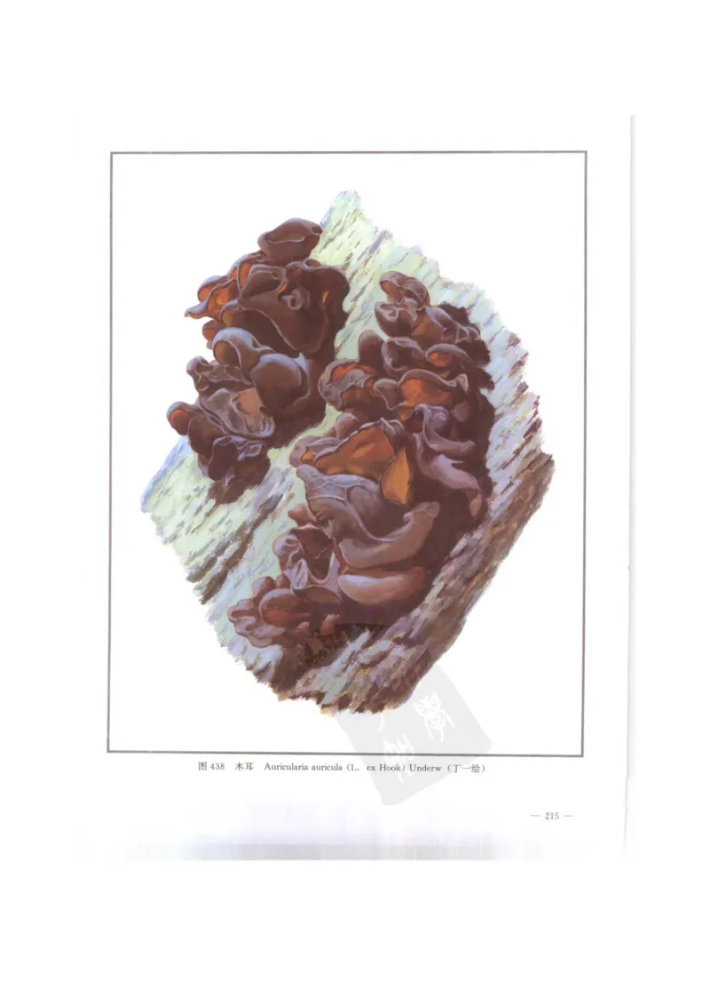 中国本草彩色图鉴（常用中药篇）（下卷）（钱信忠）_绝版书_天涯系列_t涯_绝版古籍电子书合集（13大类）_医书类_中国本草彩色图鉴（常用中药篇）_3册