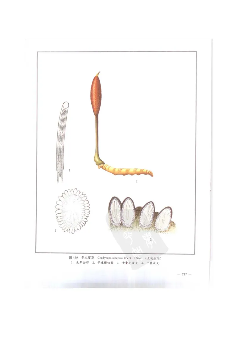 中国本草彩色图鉴（常用中药篇）（下卷）（钱信忠）_绝版书_天涯系列_t涯_绝版古籍电子书合集（13大类）_医书类_中国本草彩色图鉴（常用中药篇）_3册