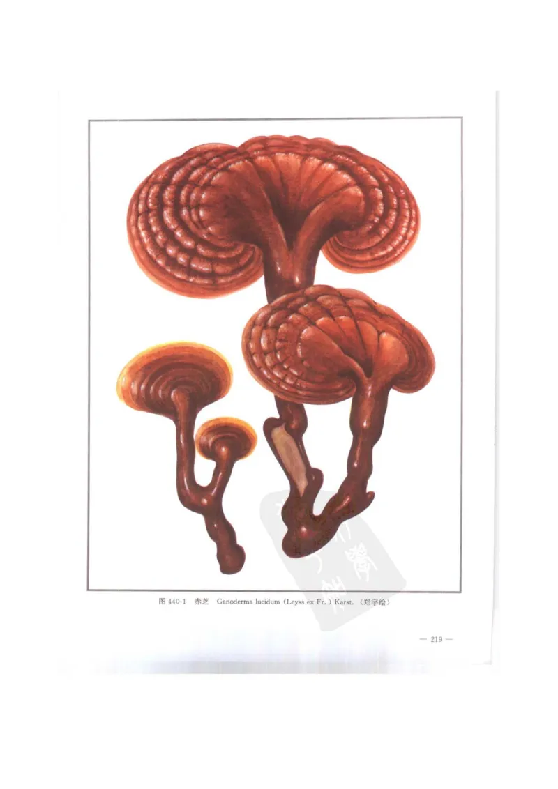 中国本草彩色图鉴（常用中药篇）（下卷）（钱信忠）_绝版书_天涯系列_t涯_绝版古籍电子书合集（13大类）_医书类_中国本草彩色图鉴（常用中药篇）_3册