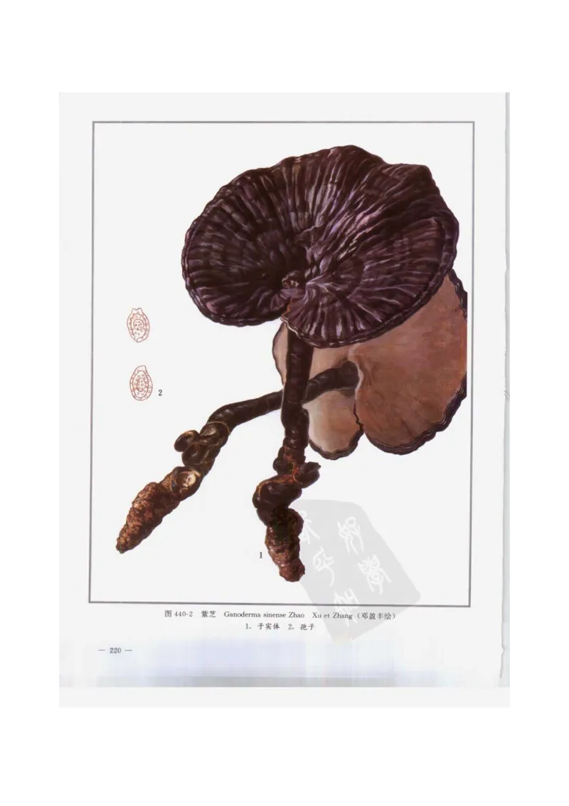 中国本草彩色图鉴（常用中药篇）（下卷）（钱信忠）_绝版书_天涯系列_t涯_绝版古籍电子书合集（13大类）_医书类_中国本草彩色图鉴（常用中药篇）_3册