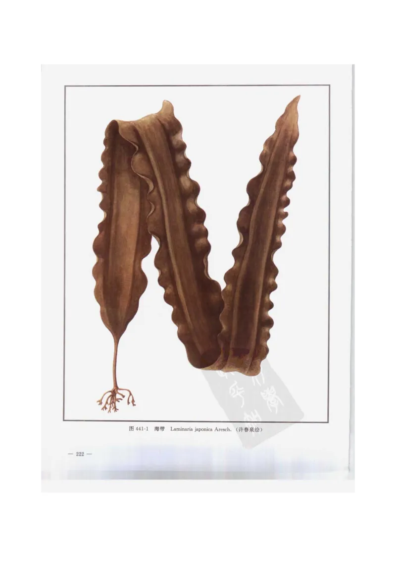 中国本草彩色图鉴（常用中药篇）（下卷）（钱信忠）_绝版书_天涯系列_t涯_绝版古籍电子书合集（13大类）_医书类_中国本草彩色图鉴（常用中药篇）_3册