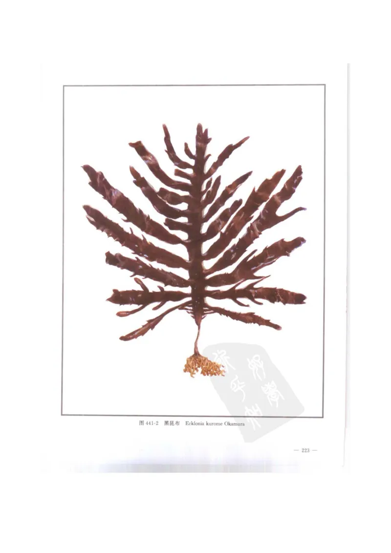 中国本草彩色图鉴（常用中药篇）（下卷）（钱信忠）_绝版书_天涯系列_t涯_绝版古籍电子书合集（13大类）_医书类_中国本草彩色图鉴（常用中药篇）_3册