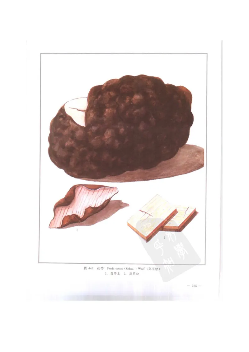 中国本草彩色图鉴（常用中药篇）（下卷）（钱信忠）_绝版书_天涯系列_t涯_绝版古籍电子书合集（13大类）_医书类_中国本草彩色图鉴（常用中药篇）_3册