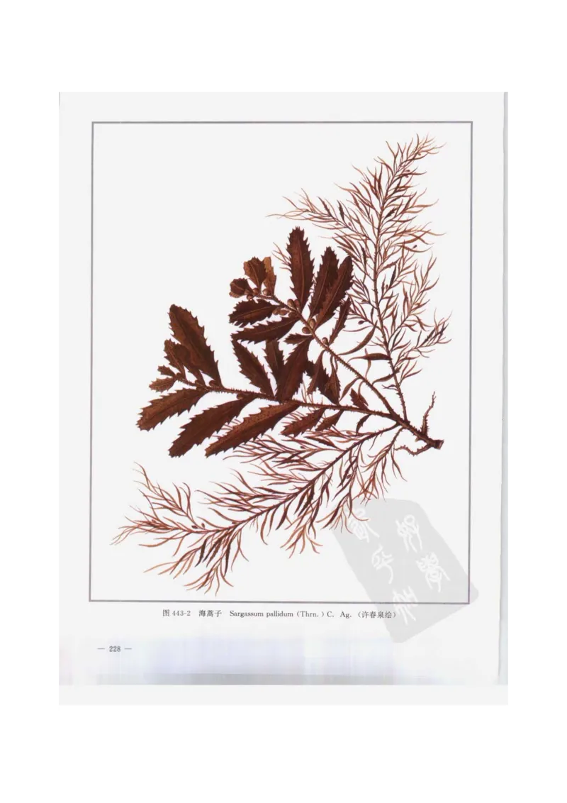 中国本草彩色图鉴（常用中药篇）（下卷）（钱信忠）_绝版书_天涯系列_t涯_绝版古籍电子书合集（13大类）_医书类_中国本草彩色图鉴（常用中药篇）_3册