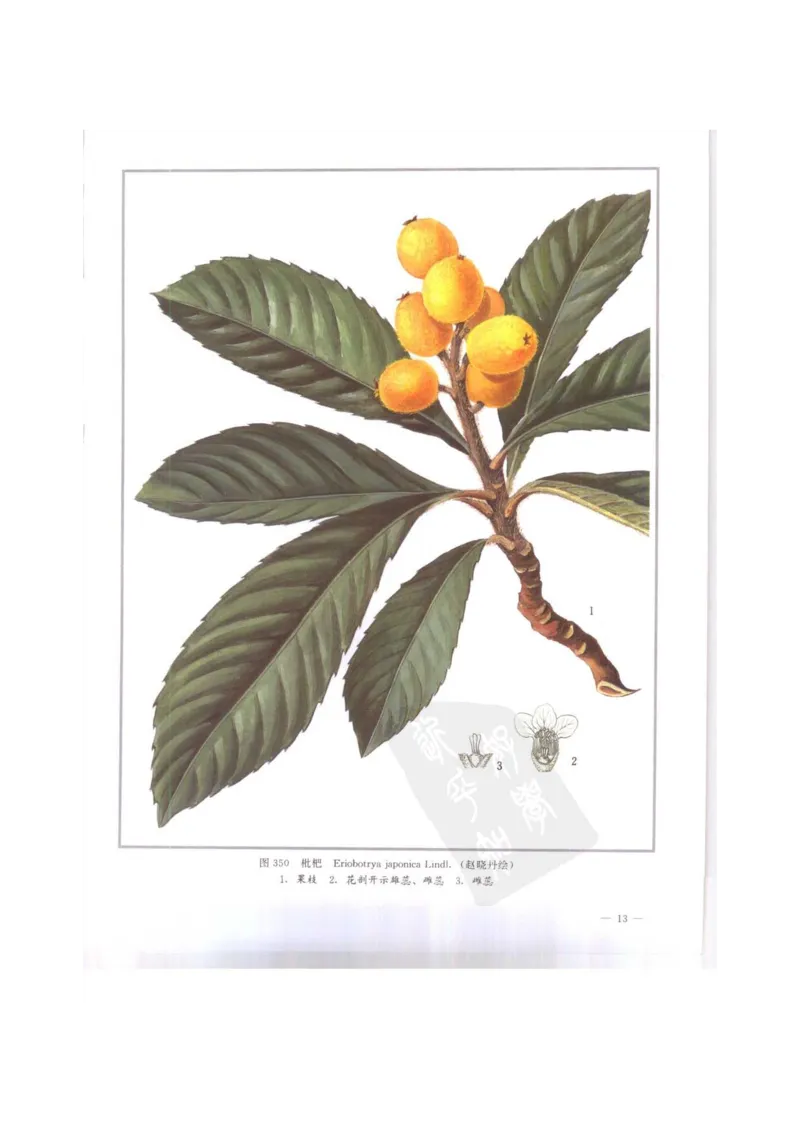 中国本草彩色图鉴（常用中药篇）（下卷）（钱信忠）_绝版书_天涯系列_t涯_绝版古籍电子书合集（13大类）_医书类_中国本草彩色图鉴（常用中药篇）_3册