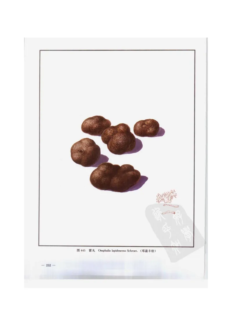 中国本草彩色图鉴（常用中药篇）（下卷）（钱信忠）_绝版书_天涯系列_t涯_绝版古籍电子书合集（13大类）_医书类_中国本草彩色图鉴（常用中药篇）_3册