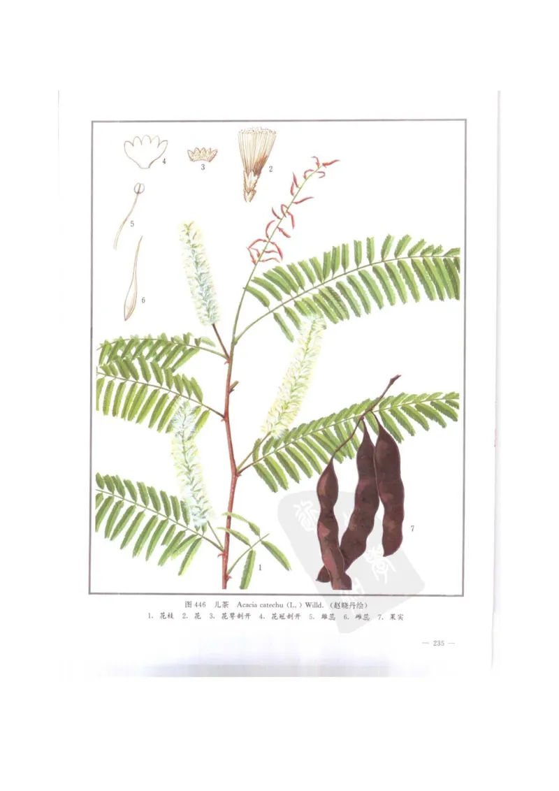 中国本草彩色图鉴（常用中药篇）（下卷）（钱信忠）_绝版书_天涯系列_t涯_绝版古籍电子书合集（13大类）_医书类_中国本草彩色图鉴（常用中药篇）_3册