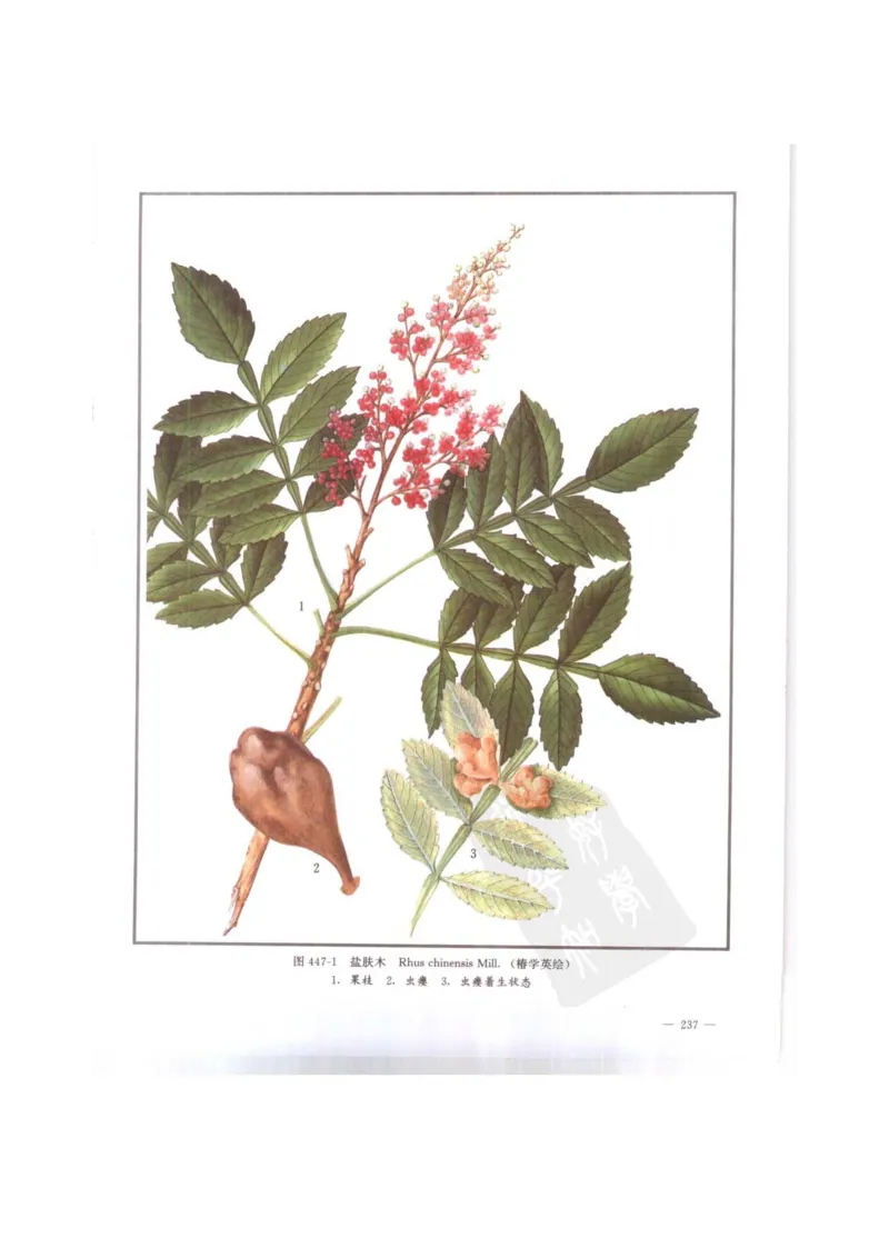 中国本草彩色图鉴（常用中药篇）（下卷）（钱信忠）_绝版书_天涯系列_t涯_绝版古籍电子书合集（13大类）_医书类_中国本草彩色图鉴（常用中药篇）_3册