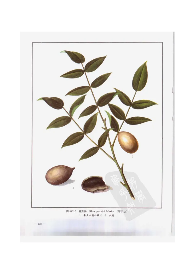 中国本草彩色图鉴（常用中药篇）（下卷）（钱信忠）_绝版书_天涯系列_t涯_绝版古籍电子书合集（13大类）_医书类_中国本草彩色图鉴（常用中药篇）_3册