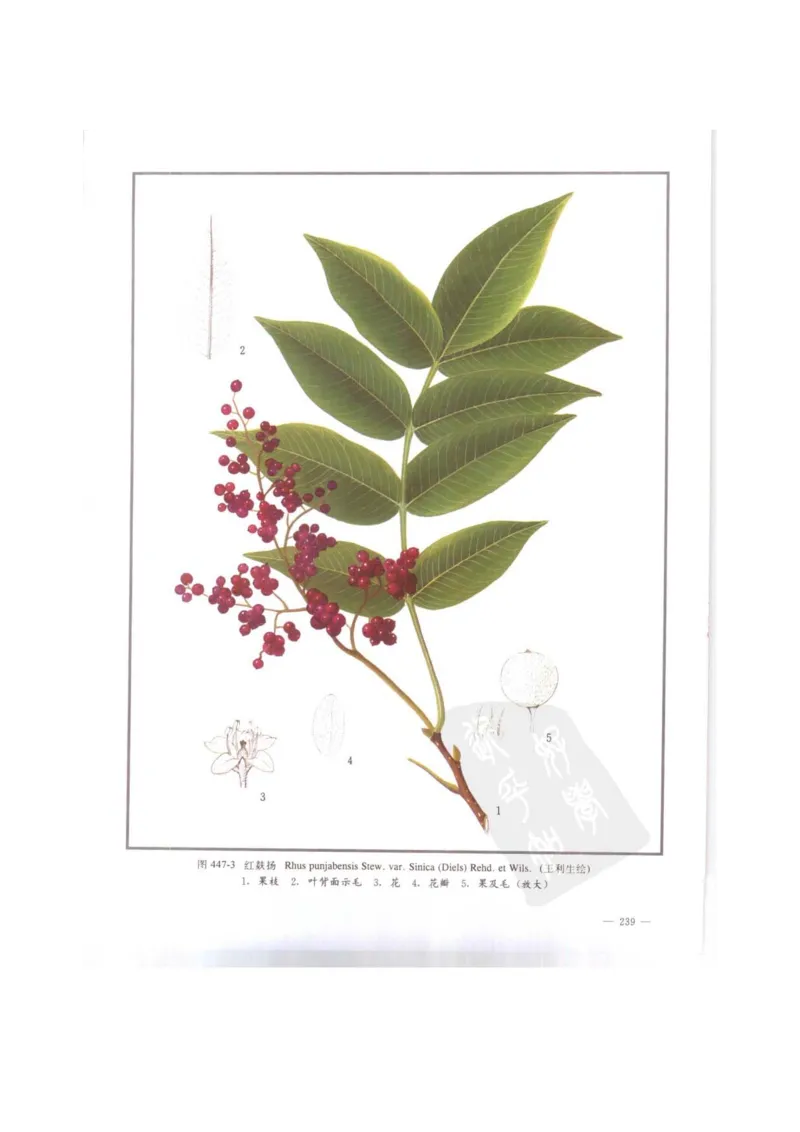 中国本草彩色图鉴（常用中药篇）（下卷）（钱信忠）_绝版书_天涯系列_t涯_绝版古籍电子书合集（13大类）_医书类_中国本草彩色图鉴（常用中药篇）_3册