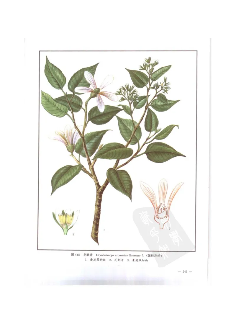 中国本草彩色图鉴（常用中药篇）（下卷）（钱信忠）_绝版书_天涯系列_t涯_绝版古籍电子书合集（13大类）_医书类_中国本草彩色图鉴（常用中药篇）_3册