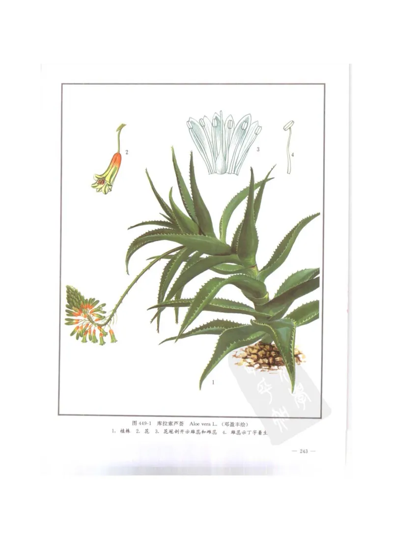 中国本草彩色图鉴（常用中药篇）（下卷）（钱信忠）_绝版书_天涯系列_t涯_绝版古籍电子书合集（13大类）_医书类_中国本草彩色图鉴（常用中药篇）_3册