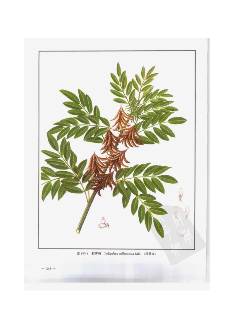 中国本草彩色图鉴（常用中药篇）（下卷）（钱信忠）_绝版书_天涯系列_t涯_绝版古籍电子书合集（13大类）_医书类_中国本草彩色图鉴（常用中药篇）_3册