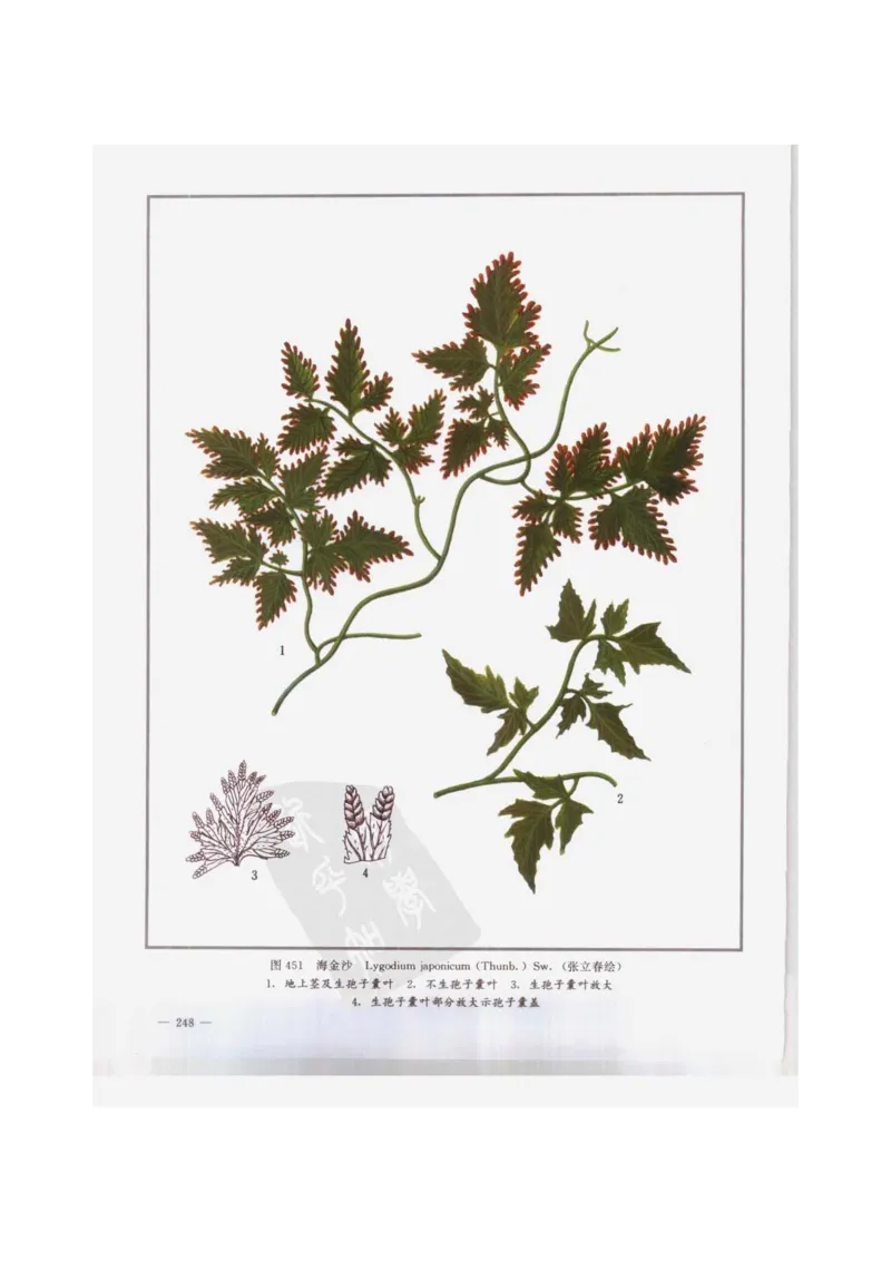 中国本草彩色图鉴（常用中药篇）（下卷）（钱信忠）_绝版书_天涯系列_t涯_绝版古籍电子书合集（13大类）_医书类_中国本草彩色图鉴（常用中药篇）_3册