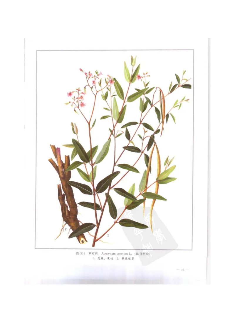 中国本草彩色图鉴（常用中药篇）（下卷）（钱信忠）_绝版书_天涯系列_t涯_绝版古籍电子书合集（13大类）_医书类_中国本草彩色图鉴（常用中药篇）_3册