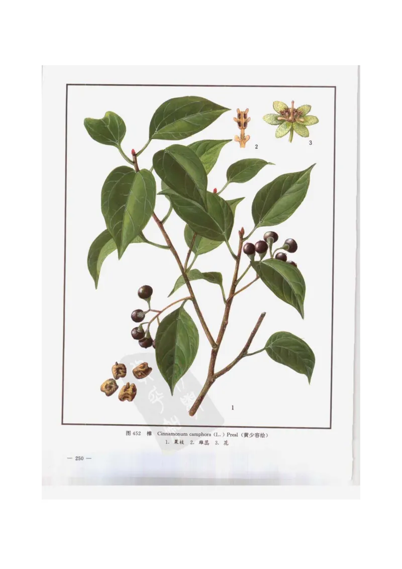 中国本草彩色图鉴（常用中药篇）（下卷）（钱信忠）_绝版书_天涯系列_t涯_绝版古籍电子书合集（13大类）_医书类_中国本草彩色图鉴（常用中药篇）_3册