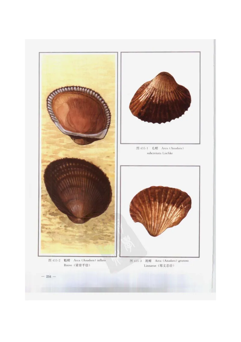 中国本草彩色图鉴（常用中药篇）（下卷）（钱信忠）_绝版书_天涯系列_t涯_绝版古籍电子书合集（13大类）_医书类_中国本草彩色图鉴（常用中药篇）_3册