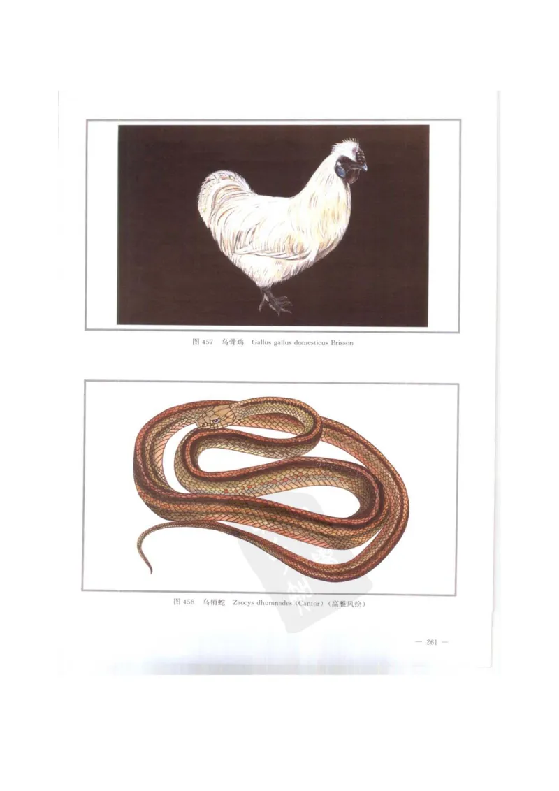 中国本草彩色图鉴（常用中药篇）（下卷）（钱信忠）_绝版书_天涯系列_t涯_绝版古籍电子书合集（13大类）_医书类_中国本草彩色图鉴（常用中药篇）_3册