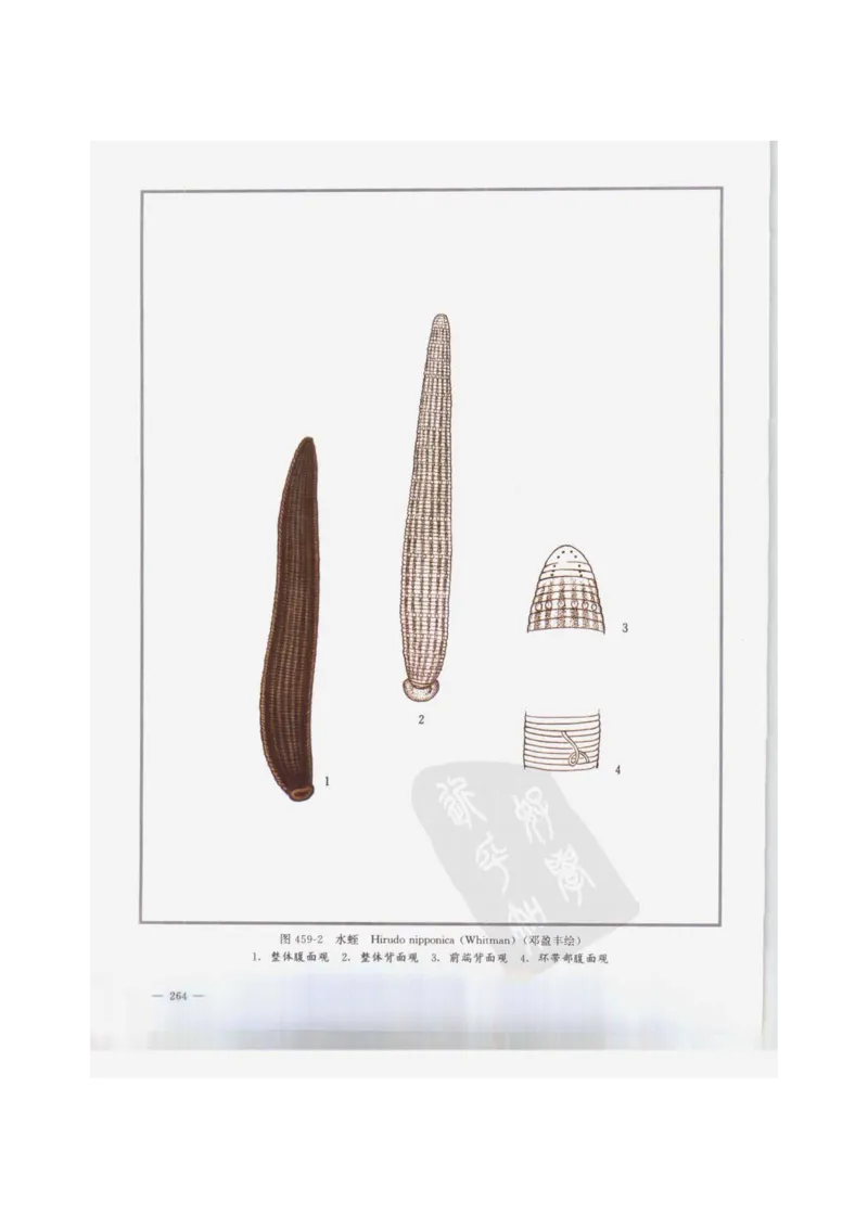 中国本草彩色图鉴（常用中药篇）（下卷）（钱信忠）_绝版书_天涯系列_t涯_绝版古籍电子书合集（13大类）_医书类_中国本草彩色图鉴（常用中药篇）_3册