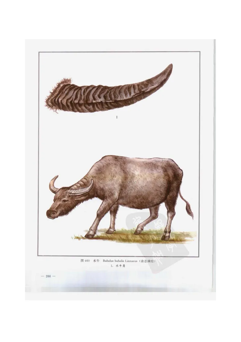 中国本草彩色图鉴（常用中药篇）（下卷）（钱信忠）_绝版书_天涯系列_t涯_绝版古籍电子书合集（13大类）_医书类_中国本草彩色图鉴（常用中药篇）_3册