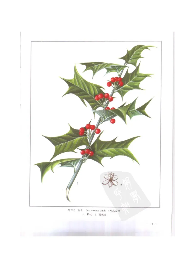 中国本草彩色图鉴（常用中药篇）（下卷）（钱信忠）_绝版书_天涯系列_t涯_绝版古籍电子书合集（13大类）_医书类_中国本草彩色图鉴（常用中药篇）_3册