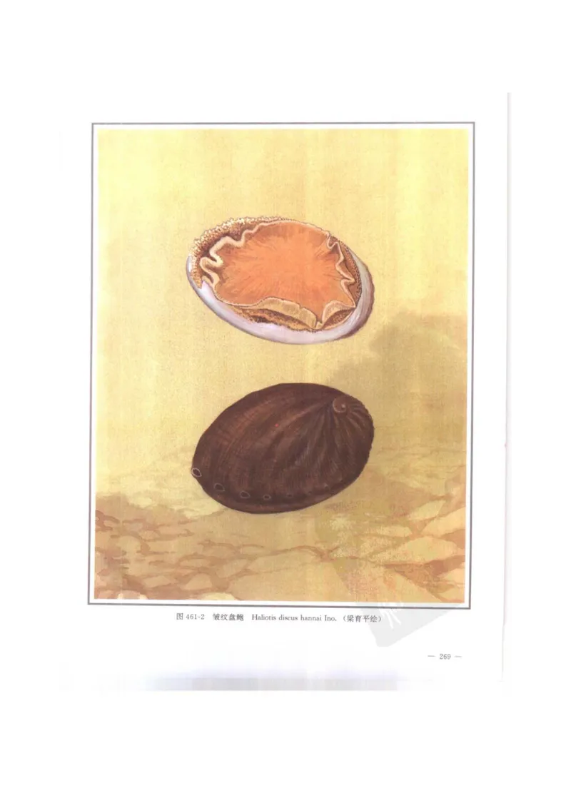 中国本草彩色图鉴（常用中药篇）（下卷）（钱信忠）_绝版书_天涯系列_t涯_绝版古籍电子书合集（13大类）_医书类_中国本草彩色图鉴（常用中药篇）_3册