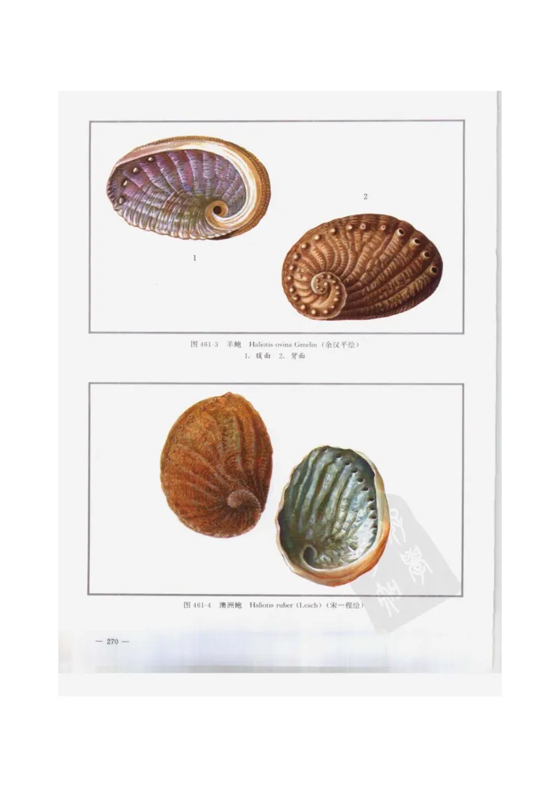 中国本草彩色图鉴（常用中药篇）（下卷）（钱信忠）_绝版书_天涯系列_t涯_绝版古籍电子书合集（13大类）_医书类_中国本草彩色图鉴（常用中药篇）_3册