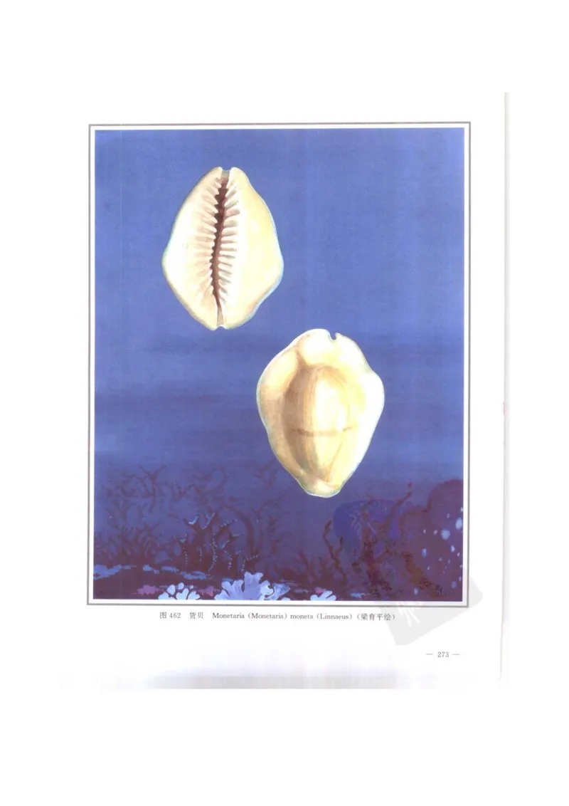 中国本草彩色图鉴（常用中药篇）（下卷）（钱信忠）_绝版书_天涯系列_t涯_绝版古籍电子书合集（13大类）_医书类_中国本草彩色图鉴（常用中药篇）_3册