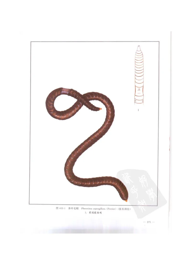 中国本草彩色图鉴（常用中药篇）（下卷）（钱信忠）_绝版书_天涯系列_t涯_绝版古籍电子书合集（13大类）_医书类_中国本草彩色图鉴（常用中药篇）_3册