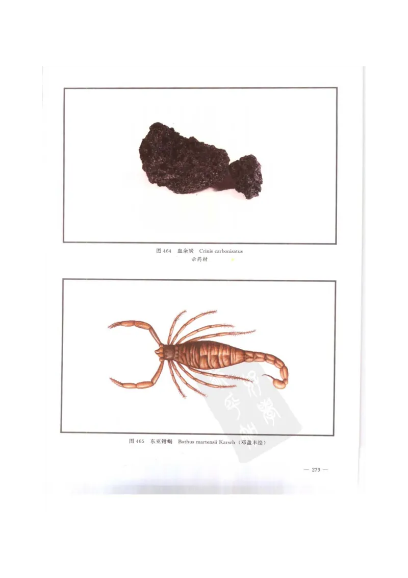 中国本草彩色图鉴（常用中药篇）（下卷）（钱信忠）_绝版书_天涯系列_t涯_绝版古籍电子书合集（13大类）_医书类_中国本草彩色图鉴（常用中药篇）_3册