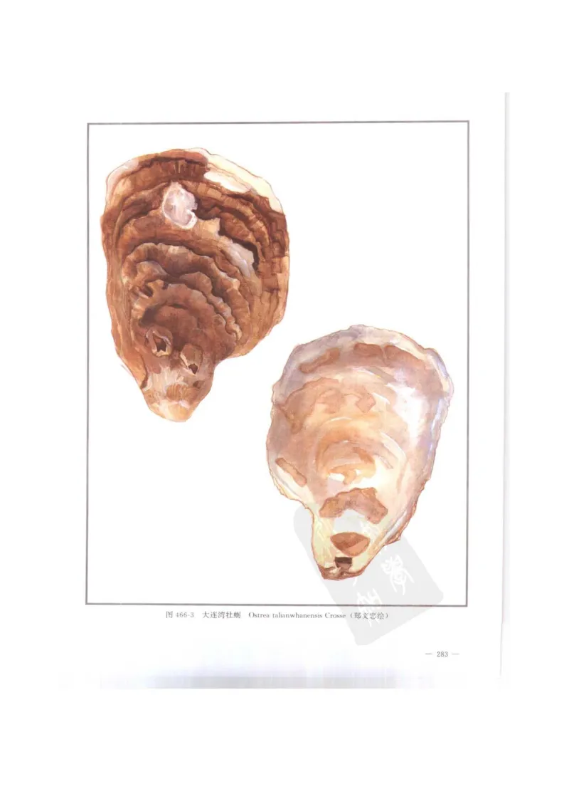 中国本草彩色图鉴（常用中药篇）（下卷）（钱信忠）_绝版书_天涯系列_t涯_绝版古籍电子书合集（13大类）_医书类_中国本草彩色图鉴（常用中药篇）_3册