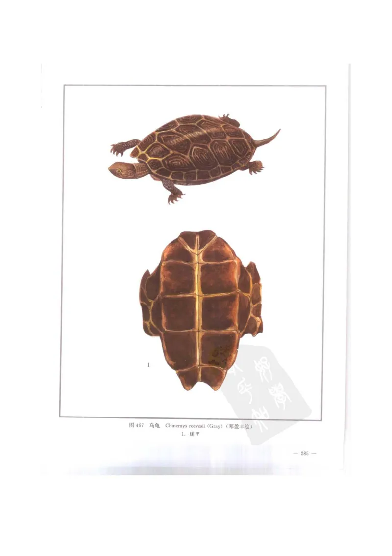 中国本草彩色图鉴（常用中药篇）（下卷）（钱信忠）_绝版书_天涯系列_t涯_绝版古籍电子书合集（13大类）_医书类_中国本草彩色图鉴（常用中药篇）_3册