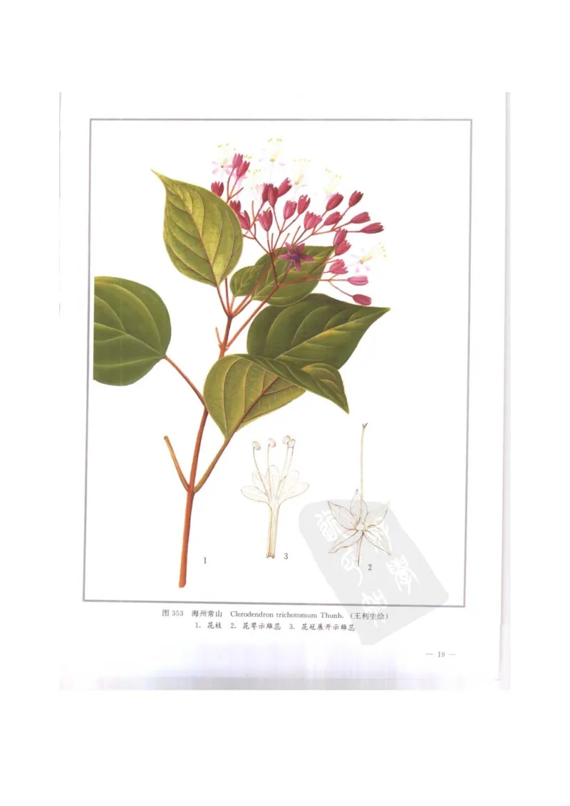 中国本草彩色图鉴（常用中药篇）（下卷）（钱信忠）_绝版书_天涯系列_t涯_绝版古籍电子书合集（13大类）_医书类_中国本草彩色图鉴（常用中药篇）_3册