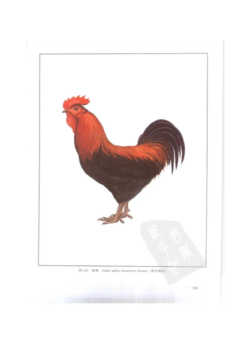 中国本草彩色图鉴（常用中药篇）（下卷）（钱信忠）_绝版书_天涯系列_t涯_绝版古籍电子书合集（13大类）_医书类_中国本草彩色图鉴（常用中药篇）_3册