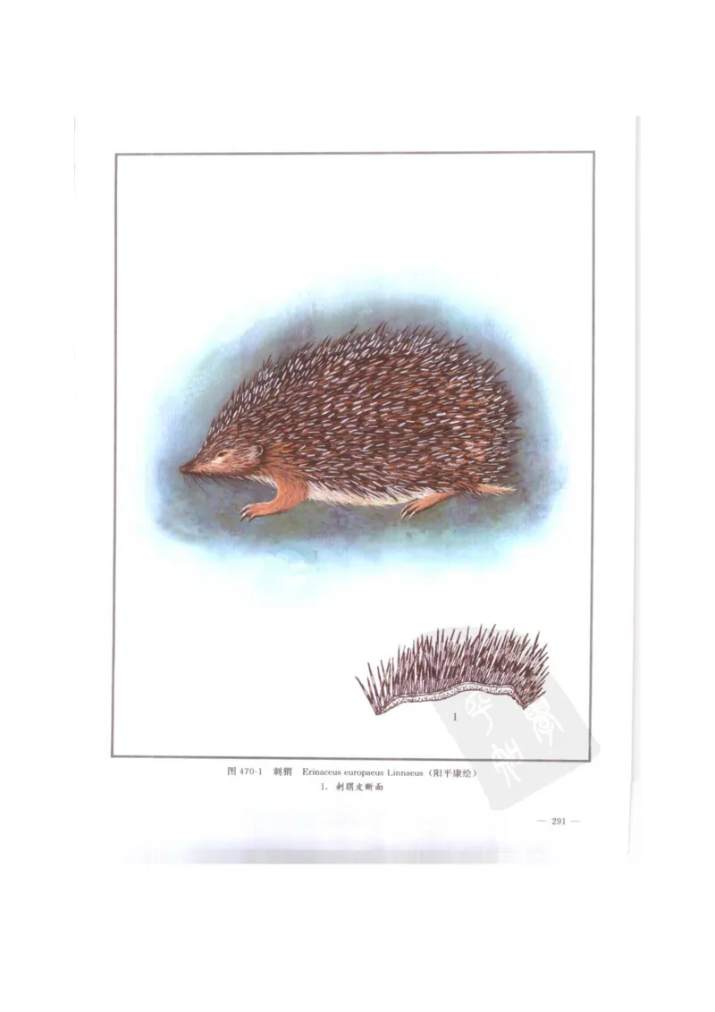 中国本草彩色图鉴（常用中药篇）（下卷）（钱信忠）_绝版书_天涯系列_t涯_绝版古籍电子书合集（13大类）_医书类_中国本草彩色图鉴（常用中药篇）_3册