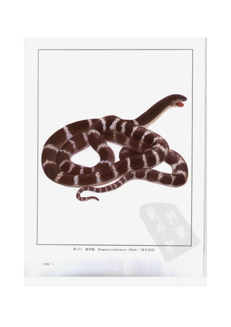 中国本草彩色图鉴（常用中药篇）（下卷）（钱信忠）_绝版书_天涯系列_t涯_绝版古籍电子书合集（13大类）_医书类_中国本草彩色图鉴（常用中药篇）_3册