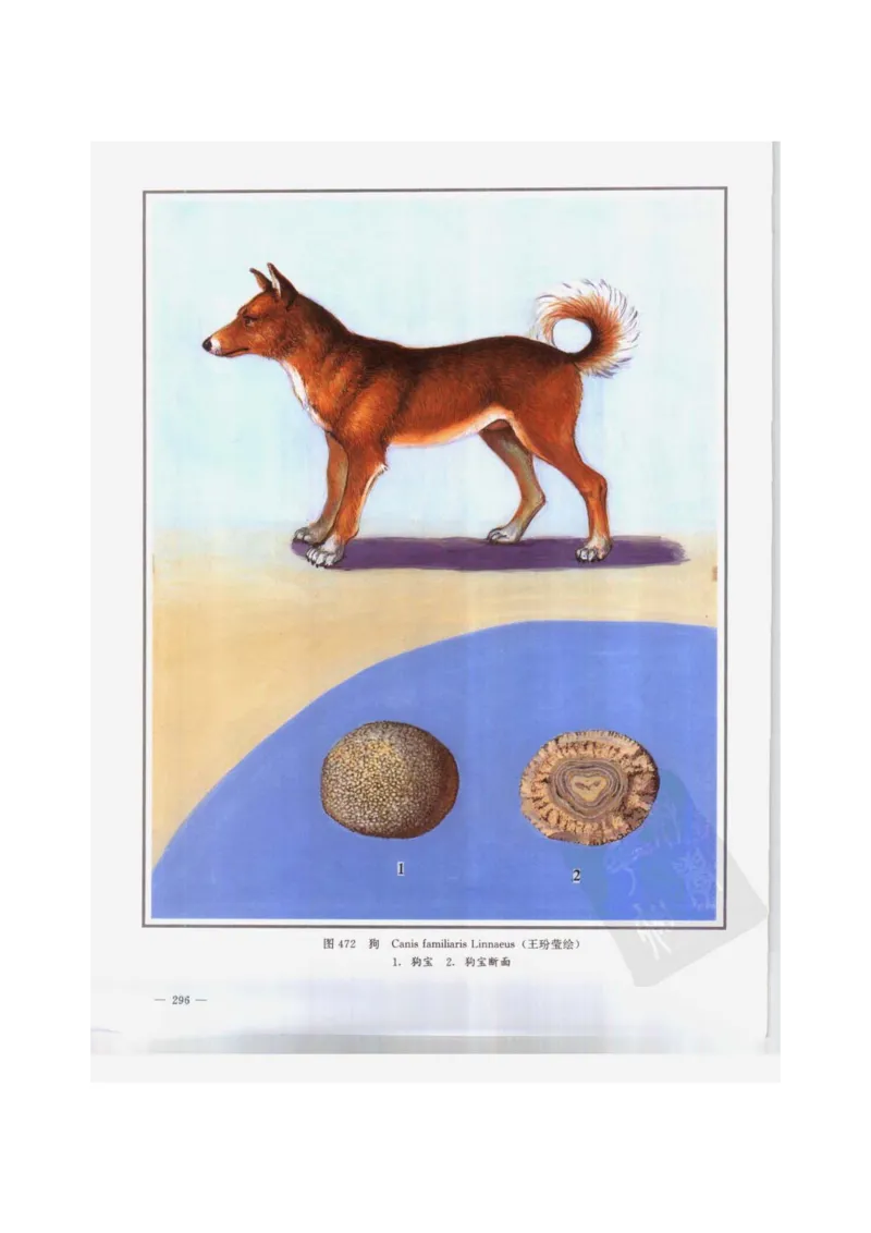 中国本草彩色图鉴（常用中药篇）（下卷）（钱信忠）_绝版书_天涯系列_t涯_绝版古籍电子书合集（13大类）_医书类_中国本草彩色图鉴（常用中药篇）_3册