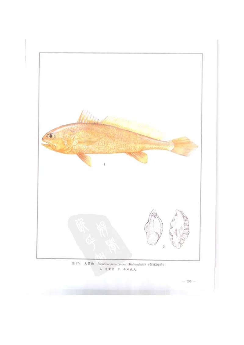 中国本草彩色图鉴（常用中药篇）（下卷）（钱信忠）_绝版书_天涯系列_t涯_绝版古籍电子书合集（13大类）_医书类_中国本草彩色图鉴（常用中药篇）_3册