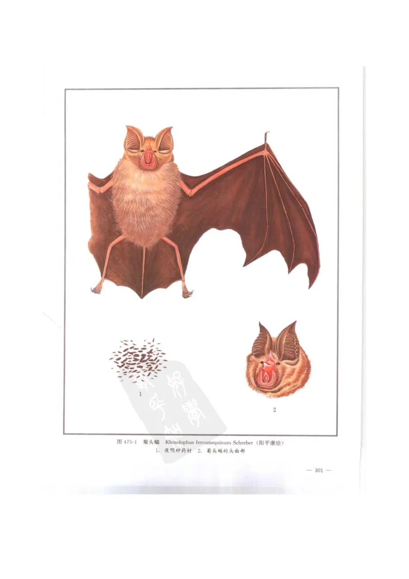 中国本草彩色图鉴（常用中药篇）（下卷）（钱信忠）_绝版书_天涯系列_t涯_绝版古籍电子书合集（13大类）_医书类_中国本草彩色图鉴（常用中药篇）_3册