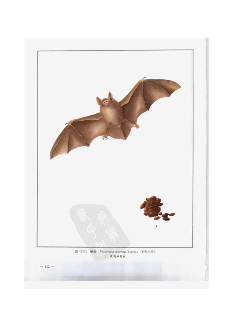 中国本草彩色图鉴（常用中药篇）（下卷）（钱信忠）_绝版书_天涯系列_t涯_绝版古籍电子书合集（13大类）_医书类_中国本草彩色图鉴（常用中药篇）_3册