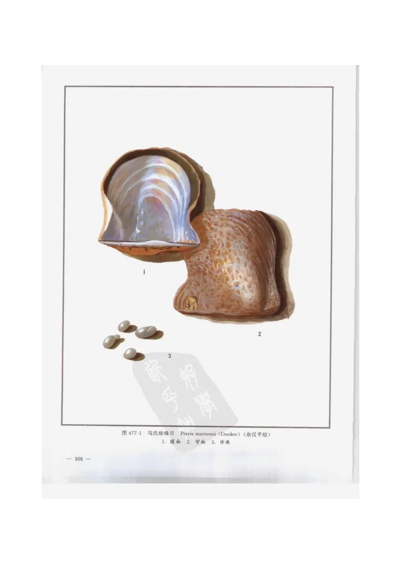 中国本草彩色图鉴（常用中药篇）（下卷）（钱信忠）_绝版书_天涯系列_t涯_绝版古籍电子书合集（13大类）_医书类_中国本草彩色图鉴（常用中药篇）_3册