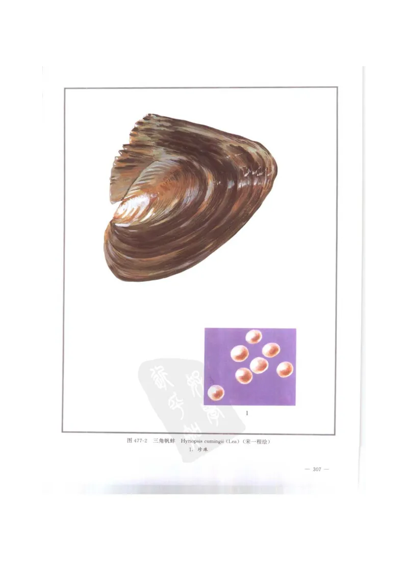 中国本草彩色图鉴（常用中药篇）（下卷）（钱信忠）_绝版书_天涯系列_t涯_绝版古籍电子书合集（13大类）_医书类_中国本草彩色图鉴（常用中药篇）_3册