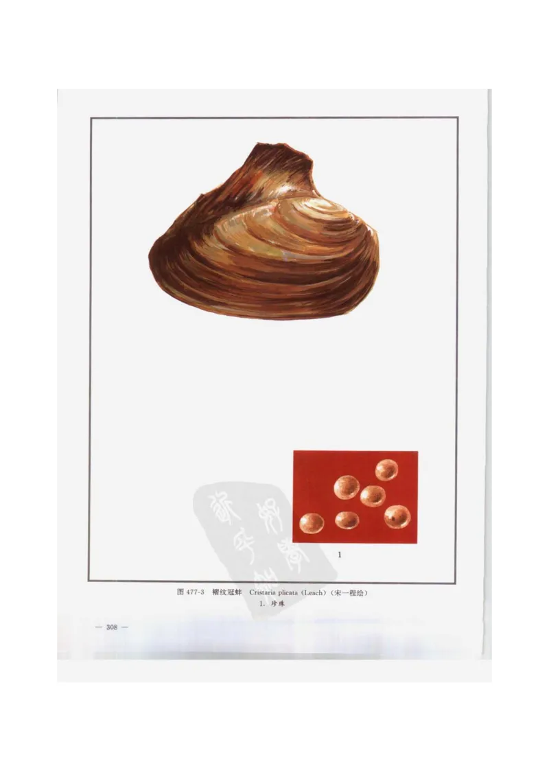 中国本草彩色图鉴（常用中药篇）（下卷）（钱信忠）_绝版书_天涯系列_t涯_绝版古籍电子书合集（13大类）_医书类_中国本草彩色图鉴（常用中药篇）_3册