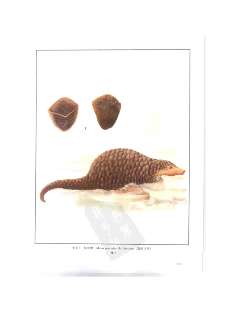 中国本草彩色图鉴（常用中药篇）（下卷）（钱信忠）_绝版书_天涯系列_t涯_绝版古籍电子书合集（13大类）_医书类_中国本草彩色图鉴（常用中药篇）_3册