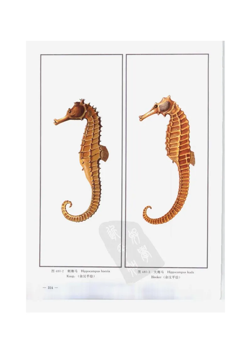 中国本草彩色图鉴（常用中药篇）（下卷）（钱信忠）_绝版书_天涯系列_t涯_绝版古籍电子书合集（13大类）_医书类_中国本草彩色图鉴（常用中药篇）_3册